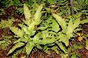 三叉蕨00.JPG