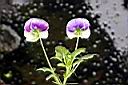 三色菫-花10.jpg