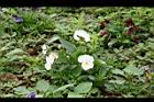 三色菫-白花1.jpg
