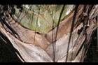 三角椰子-葉鞘9.JPG