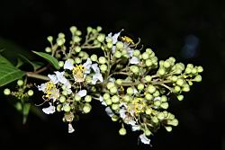 九芎-花序23.JPG