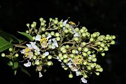 九芎-花序20.JPG