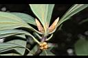 五掌楠-葉芽01.JPG