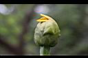 王爺葵-花苞4.jpg
