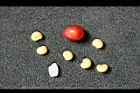 南五味-實-種子03.jpg