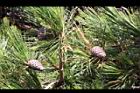 台灣二葉松-毬果08.JPG