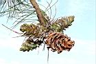 台灣五葉松-毬果21.JPG