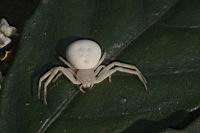 三突花蛛07.JPG