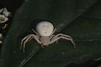 三突花蛛08.JPG