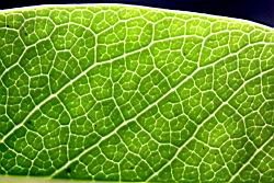 奧氏虎皮楠-葉脈06.jpg