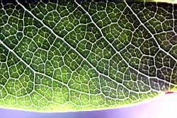 奧氏虎皮楠-葉脈10.JPG