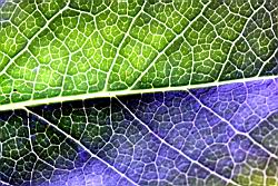 奧氏虎皮楠-葉脈28.JPG