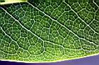 奧氏虎皮楠-葉脈11.jpg
