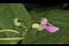 四季豆-紅花06.JPG