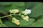 四季豆-花-白花08.JPG