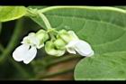 四季豆-花-白花09.JPG