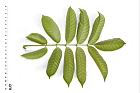 橄欖-葉背01.JPG