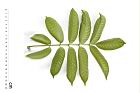 橄欖-葉背02.JPG