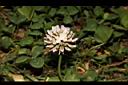 白花三葉草-花06.JPG