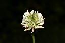 白花三葉草-花26.JPG