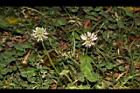 白花三葉草-花01.JPG