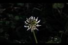 白花三葉草-花05.JPG