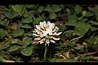 白花三葉草-花10.JPG