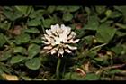 白花三葉草-花11.JPG