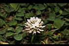 白花三葉草-花12.JPG