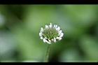 白花三葉草-花18.JPG