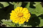 百日草-花-黃02.JPG