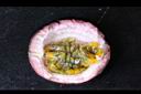 百香果-果瓤1.jpg