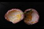 百香果-內果皮0.jpg