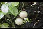 百香果-青實2.jpg
