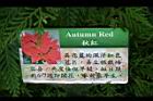 秋紅0.jpg
