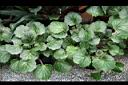 虎耳草03.jpg