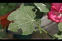 蜀葵-葉2.jpg