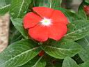 長春花-紅02.JPG