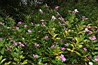 長春花06.JPG
