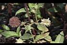 頭香花苦草-花52.JPG