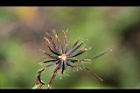 鬼針草-種子04.jpg